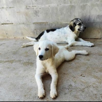 SMILLA GIOVANE CAGNOLINA IN ADOZIONE - Foto 2