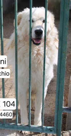 KING MAREMMANO 4 ANNI - Foto 2