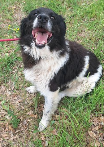Cosmo 3 anni mix border collie - Foto 5