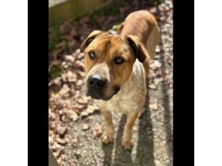 CASPER TRASFERITO E DIMENTICATO; CANE IN ADOZIONE