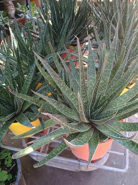 PIANTE GRASSE TANTI TIPI Aloe, Agave, Crassula, Alocasia, pianta misera.... - Foto 5