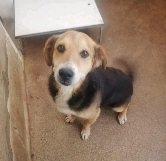 VERCINGETORIGE UN 'OPPORTUNITÀ DI VITA CAGNOLINO IN ADOZIONE - Foto 2