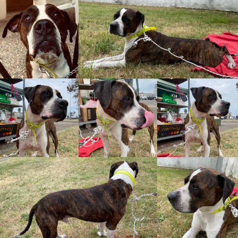 Aaron bellissimo amstaff urgente adozione