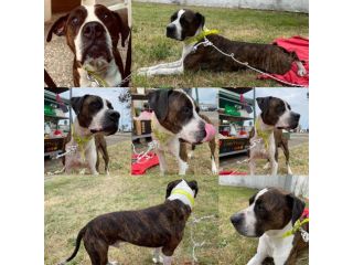 Aaron bellissimo amstaff urgente adozione