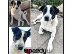 Speedy un cucciolone da sogno non ha ancora trovato casa