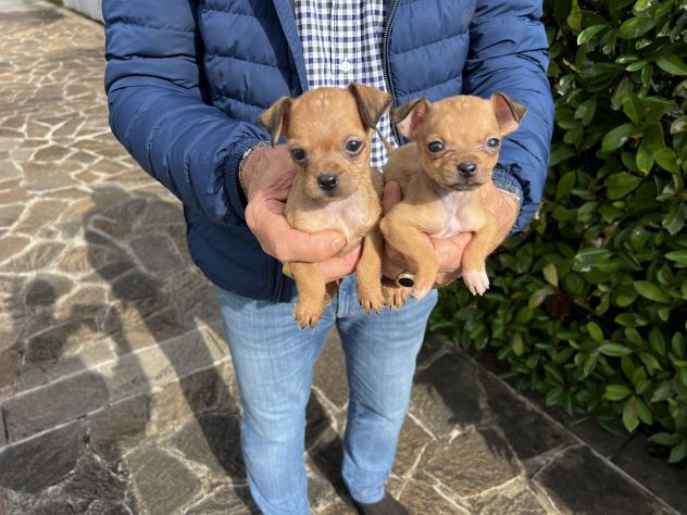 Cuccioli di Chihuahua X Pinscher - Foto 6