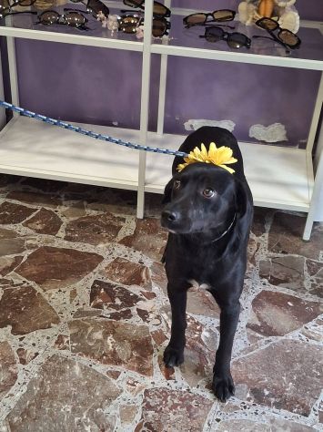 Luna - Foto 4