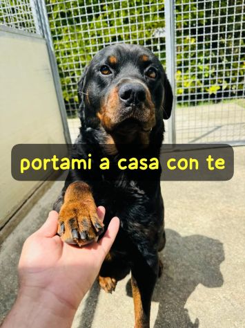 LUCKY ROTTWEILER 5 ANNI - Foto 4