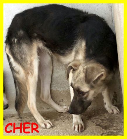 CAGNOLINI SPLENDIDI, SPAVENTATI, CERCANO CASA - Foto 2