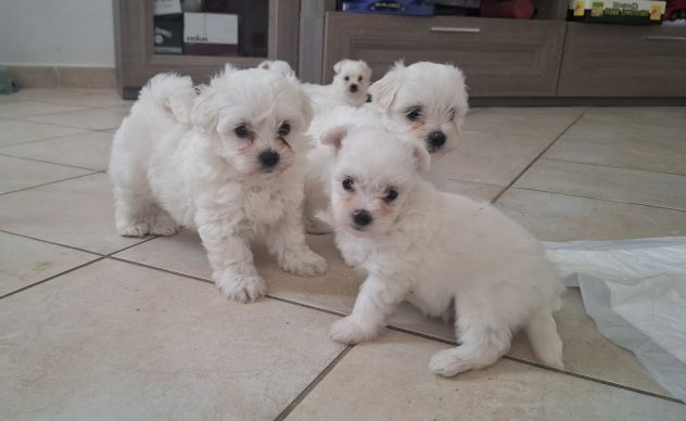 Cuccioli maltese - Foto 3