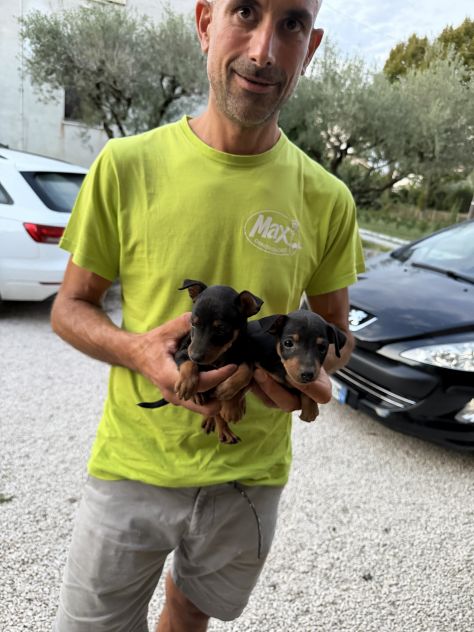 Nuovi Cuccioli di Pinscher