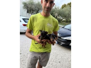 Nuovi Cuccioli di Pinscher