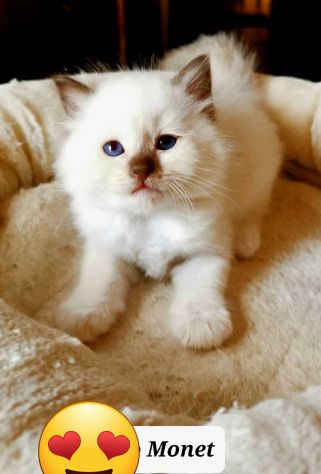 Cuccioli Sacro di Birmania con pedigree - Foto 4