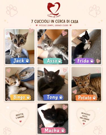 Gattini 3 mesi abbandonati