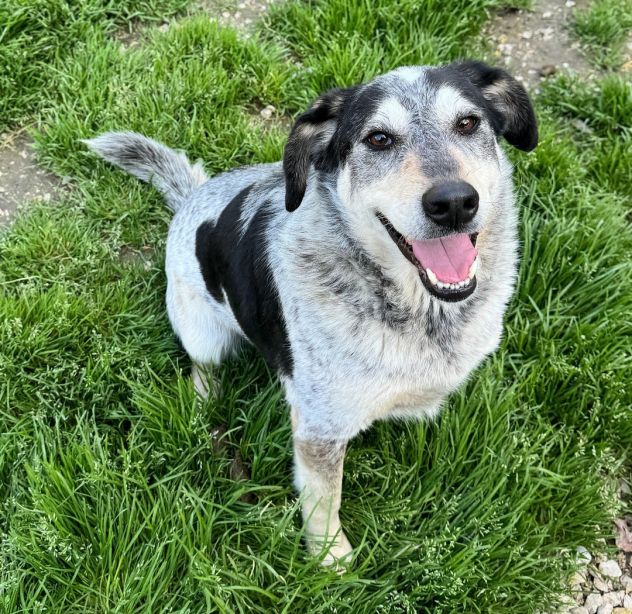 Mila 4 anni Taglia media - Foto 3