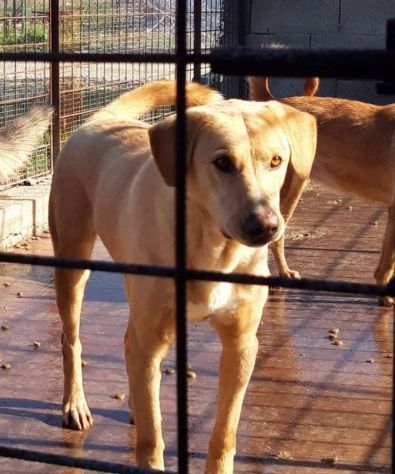 Jack portato in canile(lager!!)dal padrone 6ANNI FA! LEGGETE!SOS AGRIGENTO