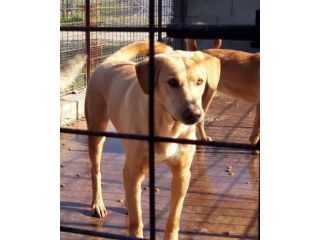 Jack portato in canile(lager!!)dal padrone 6ANNI FA! LEGGETE!SOS AGRIGENTO