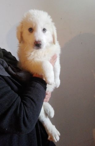 MARLEY E MILO, stupendi cuccioli pastore abruzzese - Foto 3