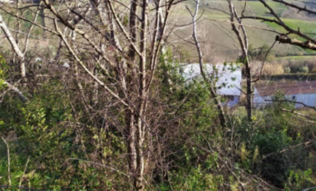 Immobile in asta di 16610 m² in vendita a Fermo - Foto 2