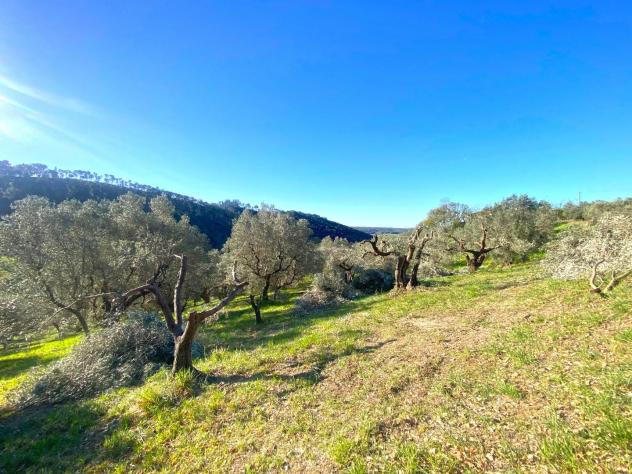 Terreno edif. residenziale in vendita a Riparbella 6500 mq Rif: 1409836 - Foto 6
