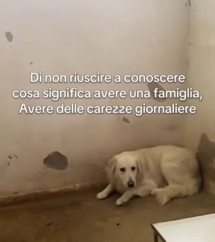 GERONIMO imprigionato senza colpa CANE IN ADOZIONE - Foto 8