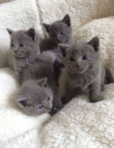 CERTOSINO CUCCIOLO - CERTOSINI BLU disponibili - Foto 3