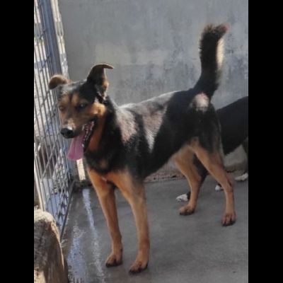 GRISU' la vita tra le sbarre, cane in adozione, tg medio contenuta - Foto 5