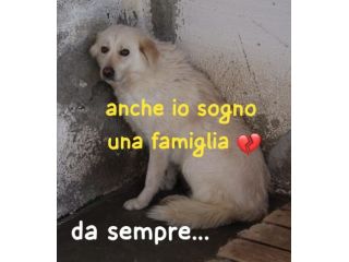 LEILA 3 ANNI taglia media