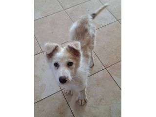 Clemente cucciolo