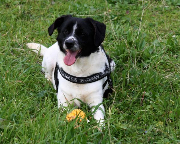 Adotta un cane dal canile, cambia il suo destino!!