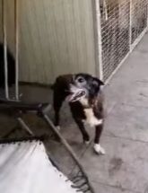 Lady 12anni nera..1vita in canile. Chi può adottarla? NAPOLI - Foto 4