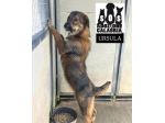 URSULA SOCIEVOLE E MOLTO AFFETTUOSA CAGNOLINA IN ADOZIONE