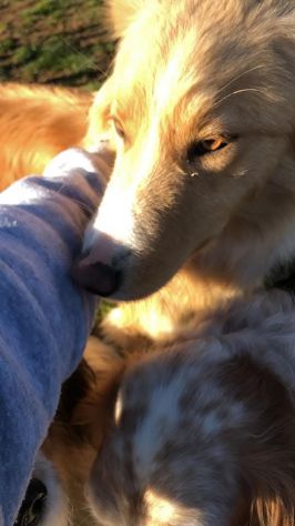 GAETANO mix border collie, meraviglioso amore, cagnolino in adozione - Foto 7