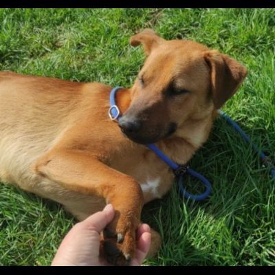 ZACK E FABER IN RECLUSIONE SENZA COLPA. CAGNOLINI IN ADOZIONE - Foto 2