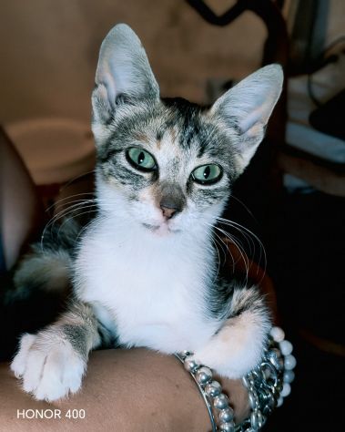 Regina, una gattina ancora da salvare... - Foto 3