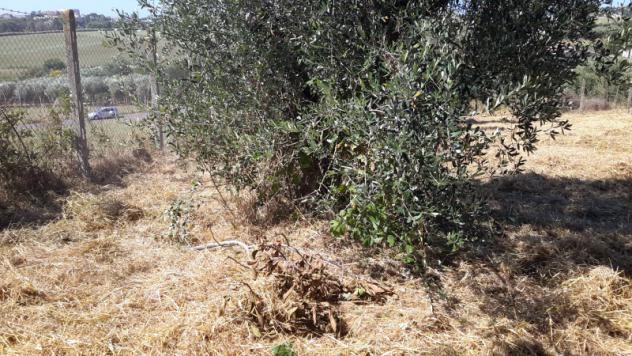 TERRENO AGRICOLO di 1300 mq (POMEZIA) rif. C/305 - Foto 4