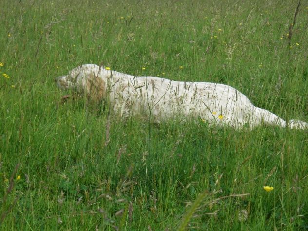 Allenamento e/o Addestramento Cani da Caccia (preferibilmente Setter Inglesi) - Foto 3