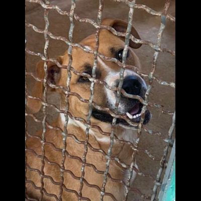 Jordan socievole e giocherellone cane in adozione - Foto 5