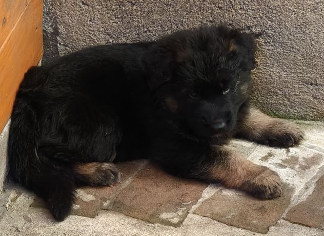 Cuccioli Pastore Tedesco pelo lungo - Foto 4