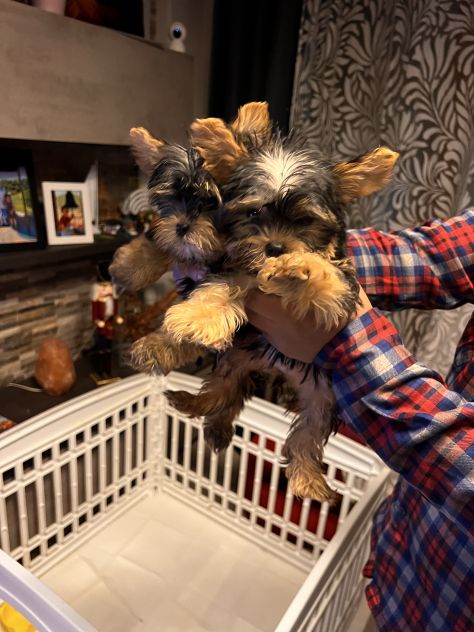 Cuccioli di Yorkshire - Foto 3