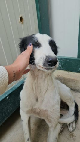 Guendalina: 2 anni taglia contenuta, socievole - Foto 2