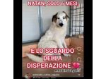 NATAN  MERAVIGLIOSO CUCCIOLO IN ADOZIONE