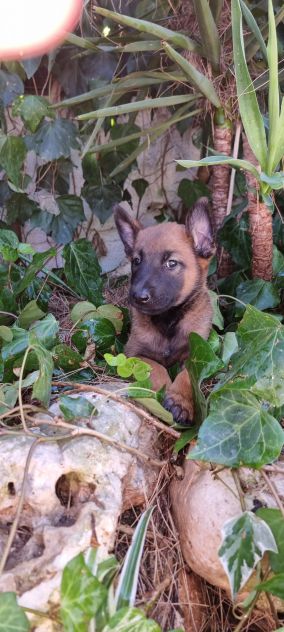 Cucciolata Pastore Belga Malinois Roma Latina Frosinone Rieti Viterbo Lazio - Foto 3
