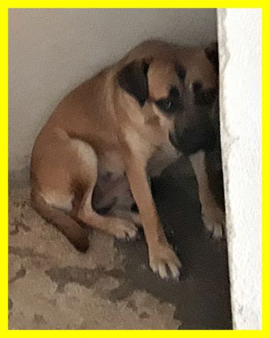 HULA, SPLENDIDA E TERRORIZZATA SOLA IN CANILE - Foto 2