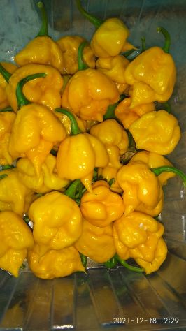 Semi Peperoncino Carolina Reaper, 7 Pot, Habanero, Diavolicchio, ..... - Foto 5