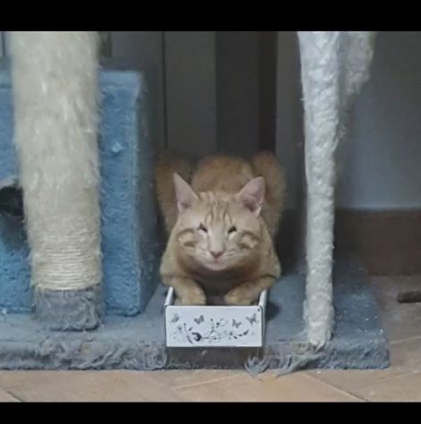 regalo gattino adozione di amore - Foto 2