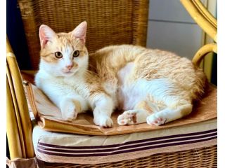 Red meraviglioso gattino cerca famiglia