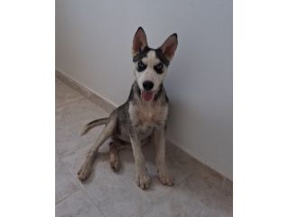 Cuccioli simil husky in adozione