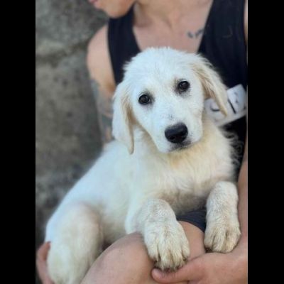 SOLE ADORABILE CUCCIOLA IN ADOZIONE - Foto 2