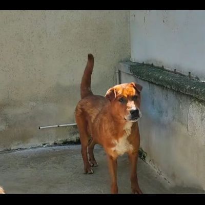 HACKITO, L' AMORE OLTRE LA VITA, CAGNOLINO IN ADOZIONE - Foto 4